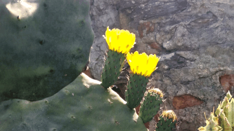 Fiori gialli di cactus accanto a una roccia