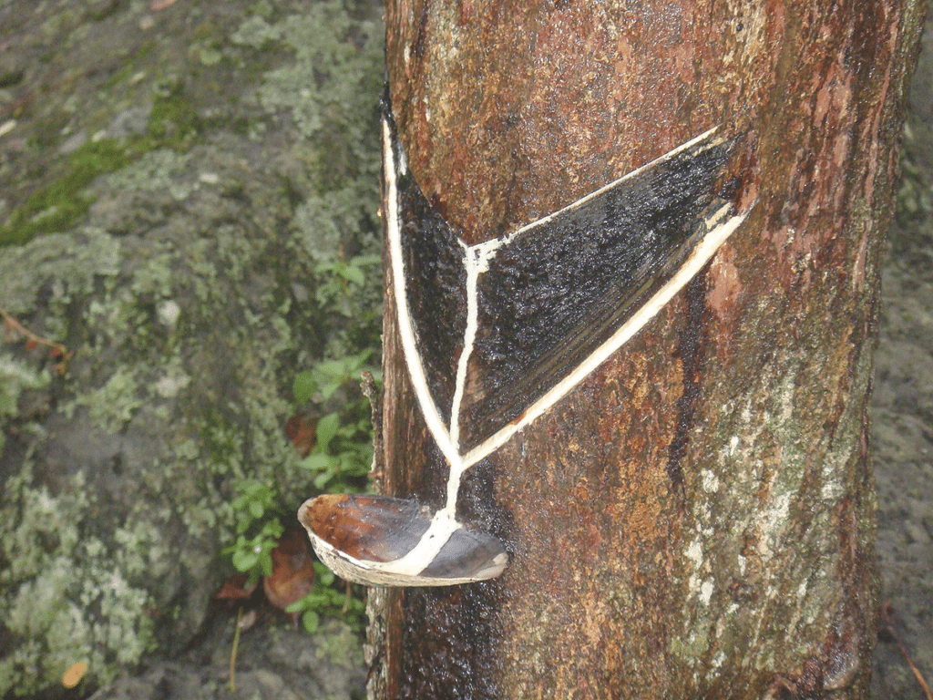 Estrazione della lacca grezza dal tronco di un albero di hurushi.