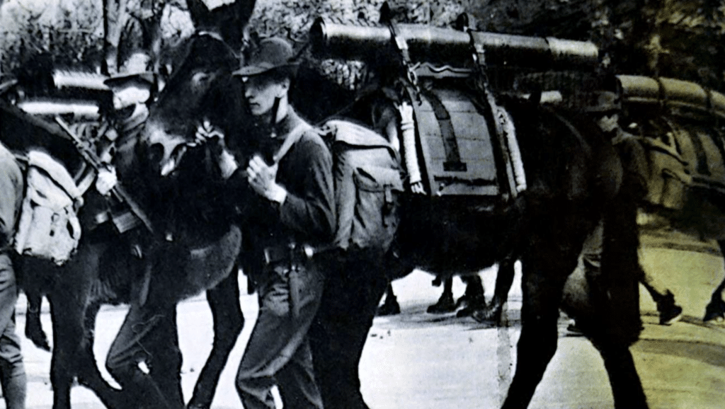 Il modo tradizionale per spostare l'artiglieria in montagna: muli con un obice da 105-14 che pesa 1.273 kg e ha un raggio di 10.575 m. Questo obice ha una canna corta con affusto smontabile in 12 pezzi.