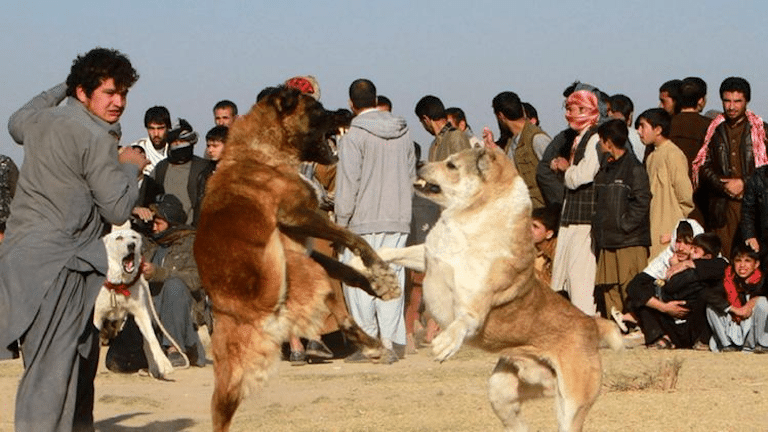 Combattimenti tra cani.