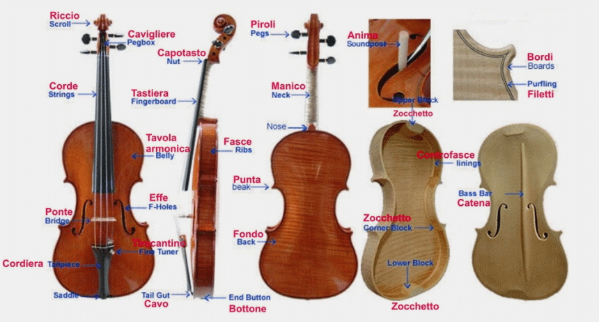 Le componenti di un violino.