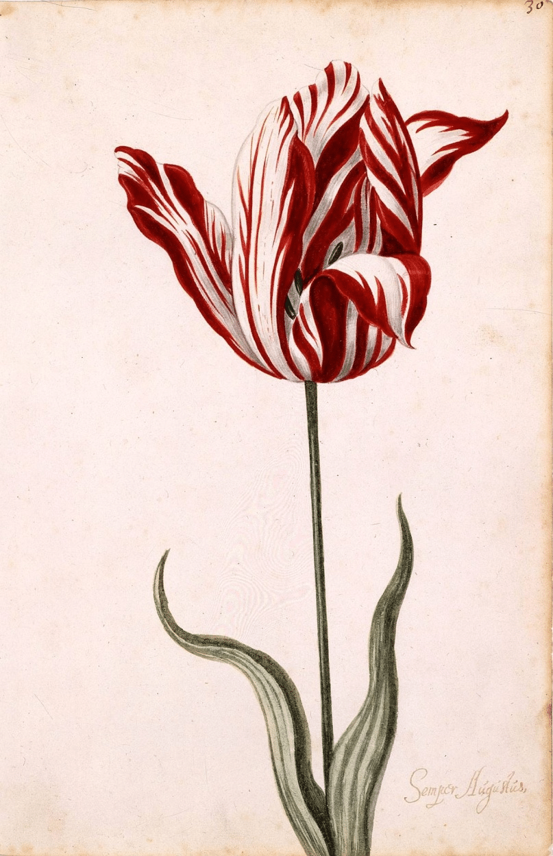 Illustrazione botanica del tulipano Semper Augustus a strisce rosse e bianche.
